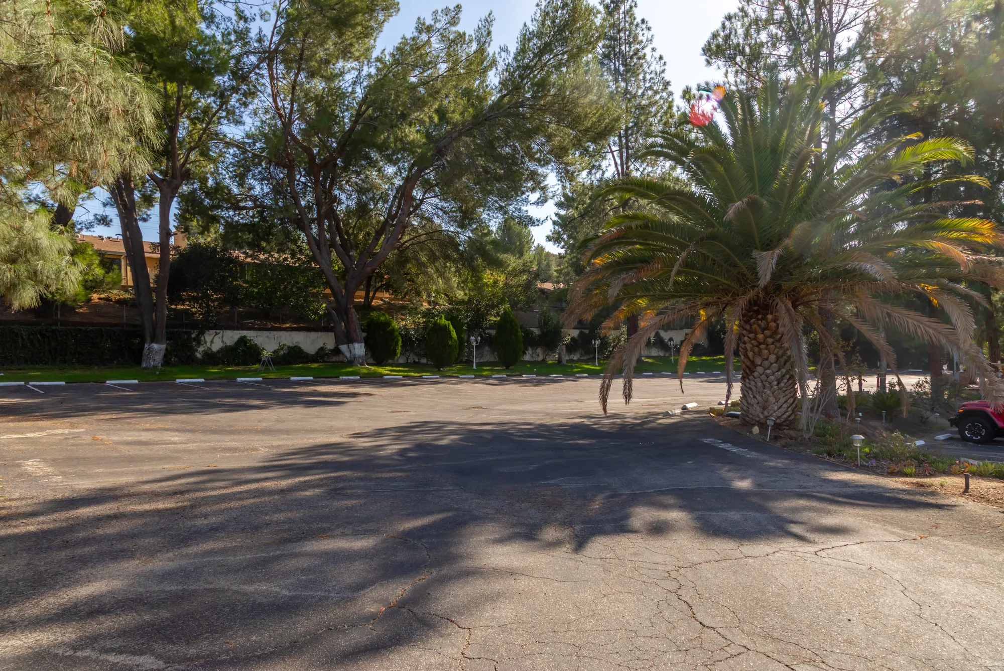 A date palm and tall pines shading the parking forecourt at Kelly's Wedding Garden