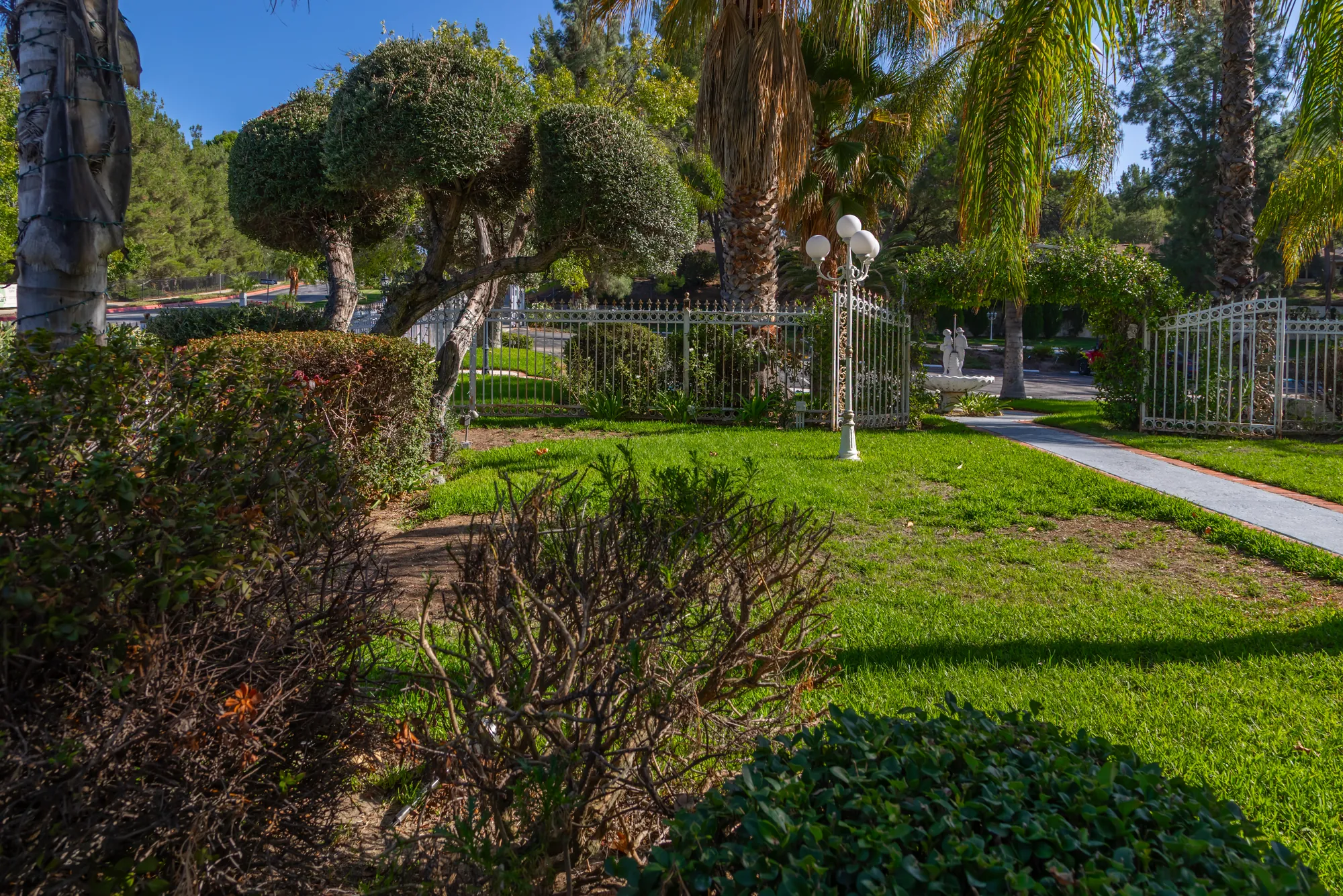 Round topiary, the lawn and the white gate in afternoon light at Kelly's Wedding Garden