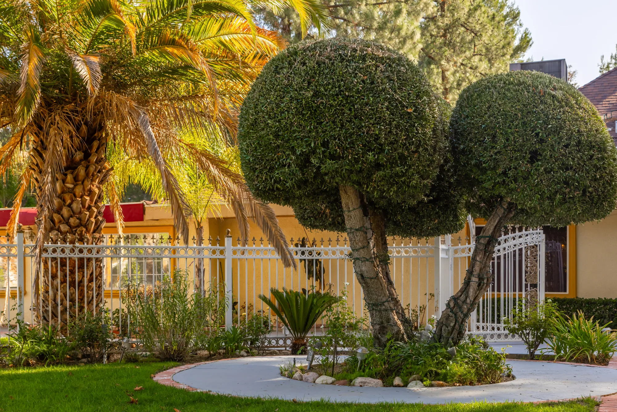 Round topiary and a date palm in warm late-afternoon light at Kelly's Wedding Garden