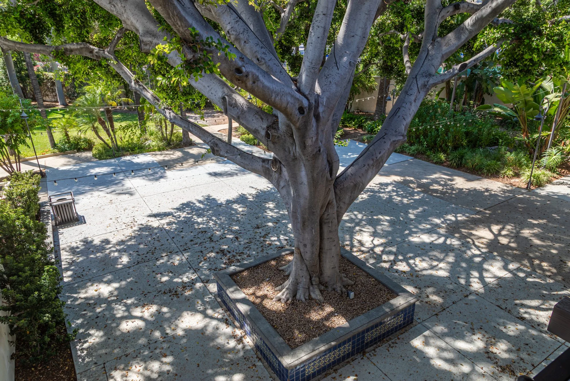 A ficus shading the courtyard paving at the LA River Center