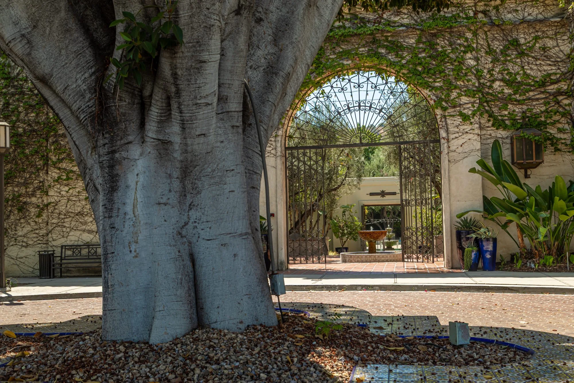 The trunk of the great ficus beside the gate at the LA River Center