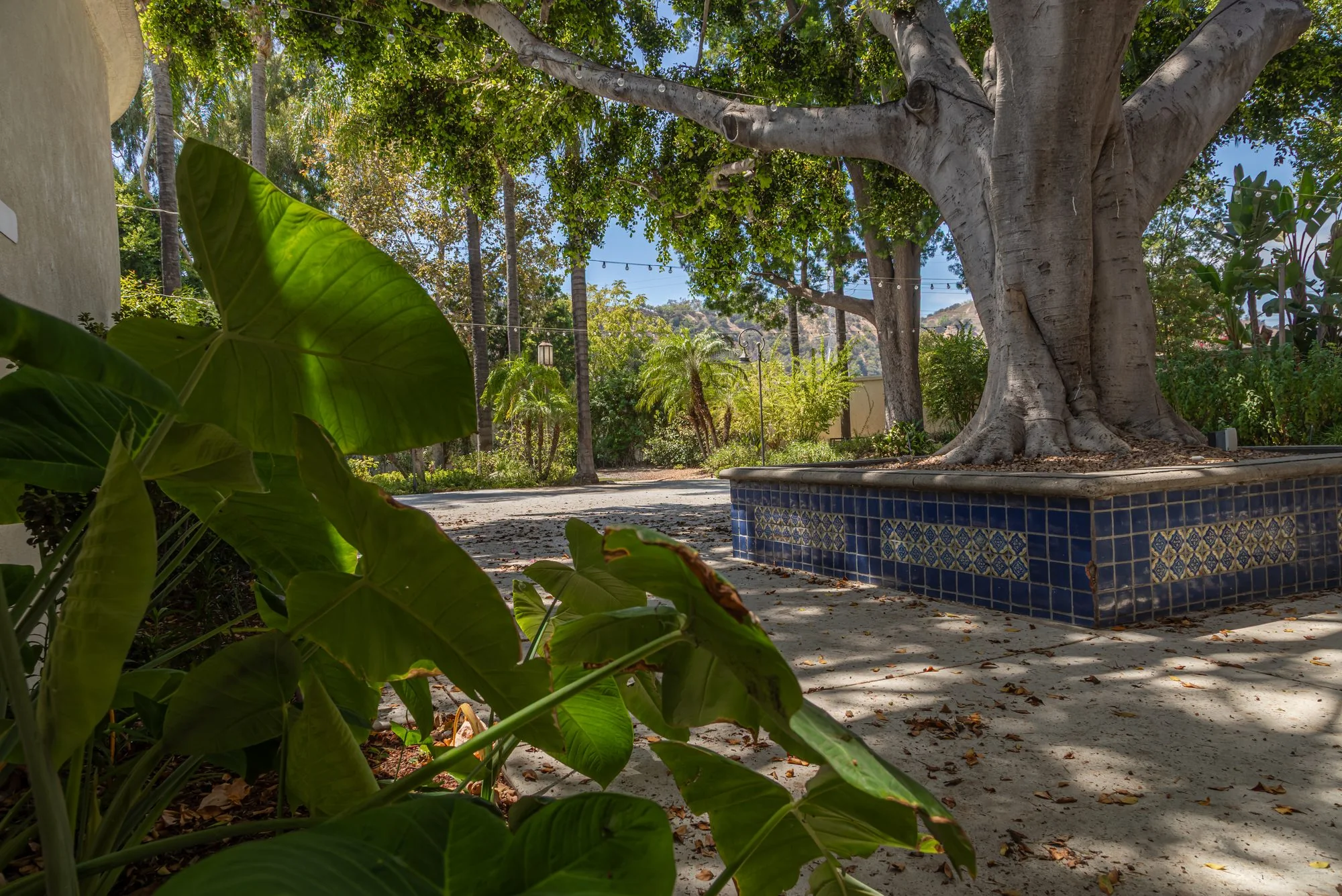 Planted beds and a ficus in the gardens at the LA River Center