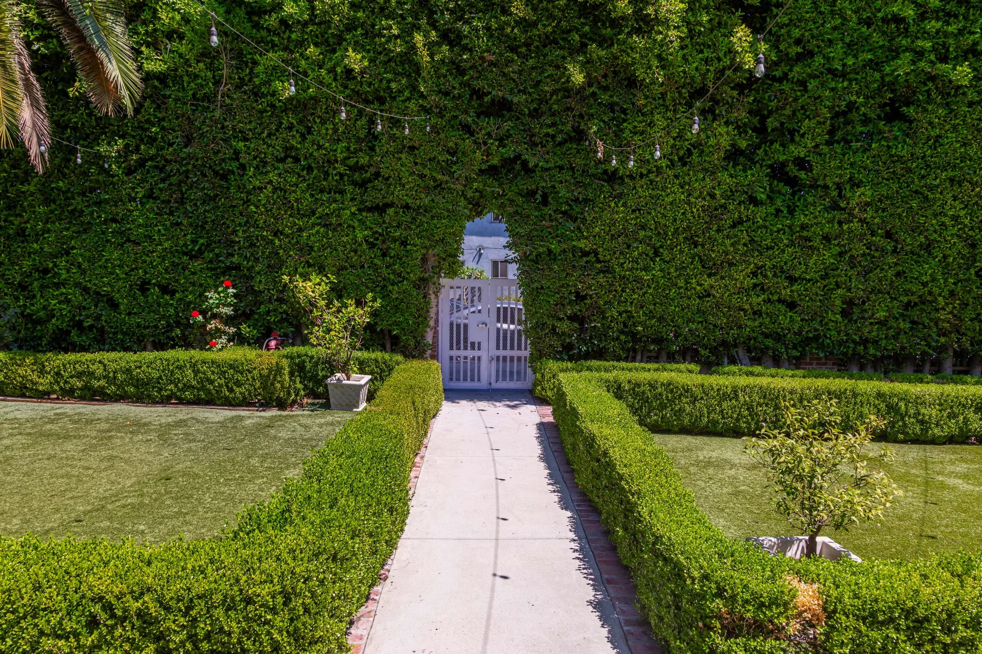 A corridor cut through the hedges at Lombardi House